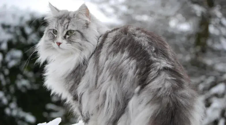 Norwegian Forest Cat Behavior