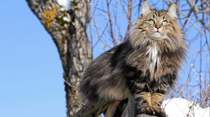 Norwegian Forest Cat Characteristics