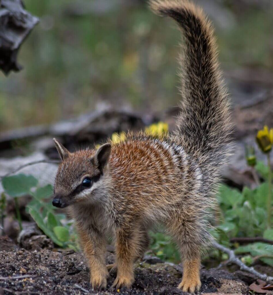 Numbat Behavior