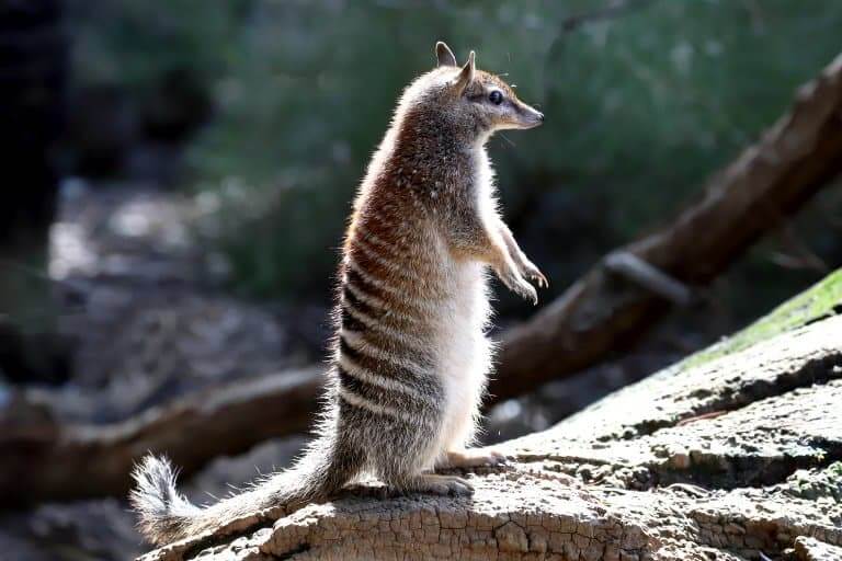 Numbat Characteristics