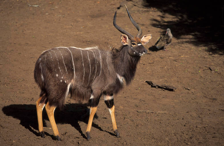 Nyala Behavior