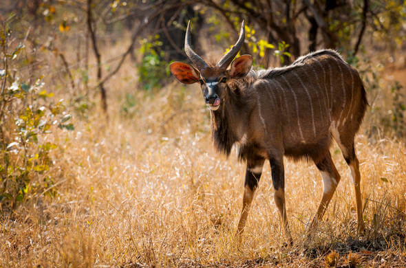 Nyala Characteristics