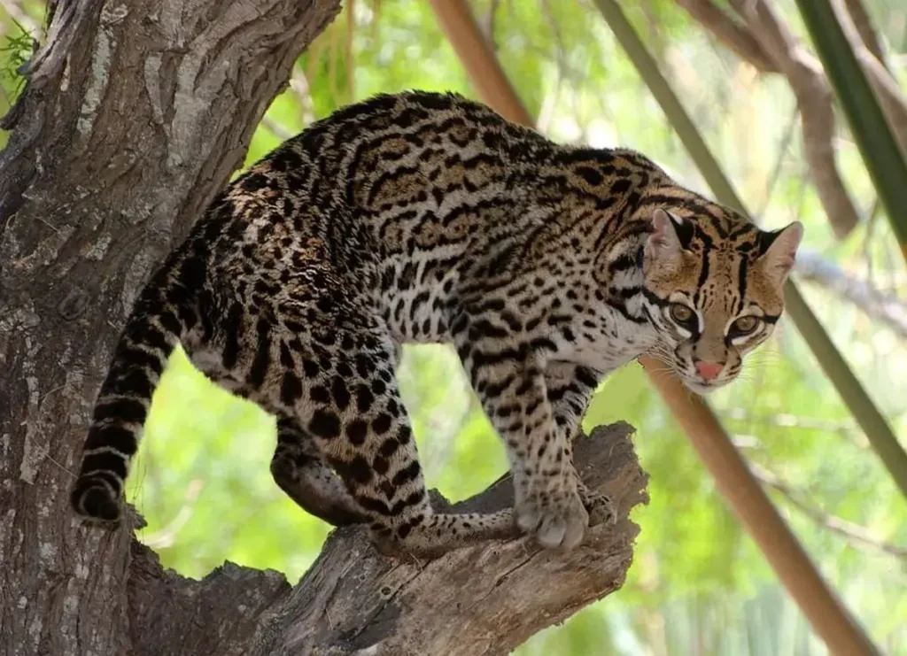 Ocelot Behavior