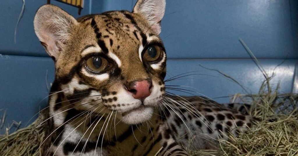 Ocelot Characteristics