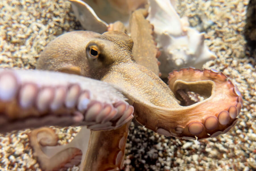 Octopus Behavior