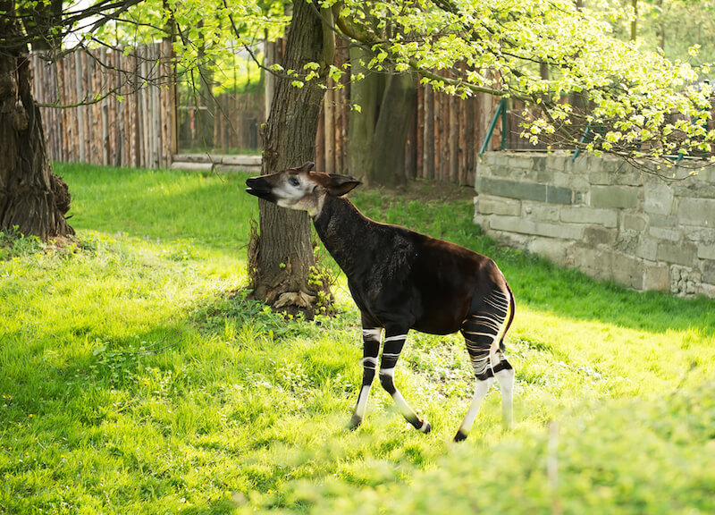 Okapi Behavior