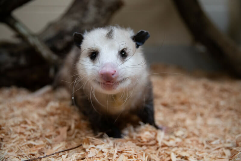 Opossum Behavior