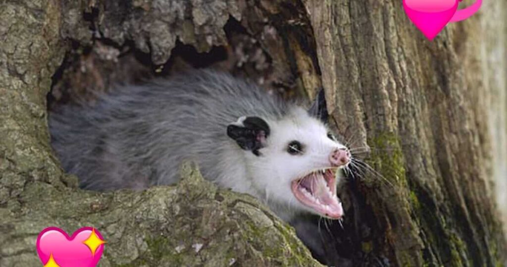 Opossum Characteristics