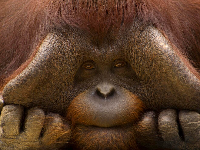 Orangutan Behavior