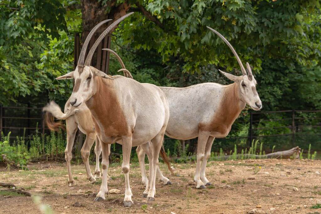 Oryx Behavior