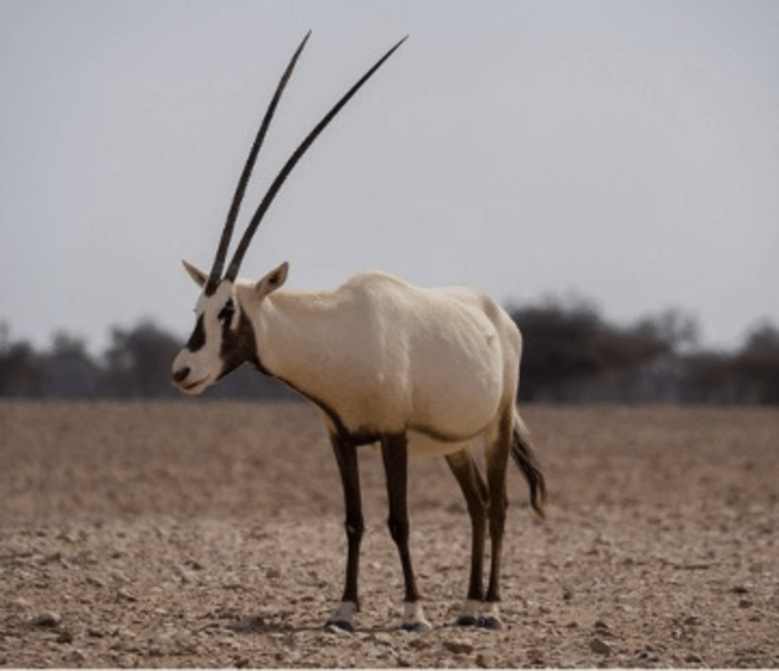 Oryx Characteristics