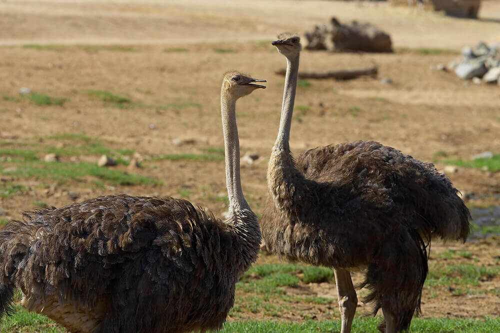 Ostrich Behavior