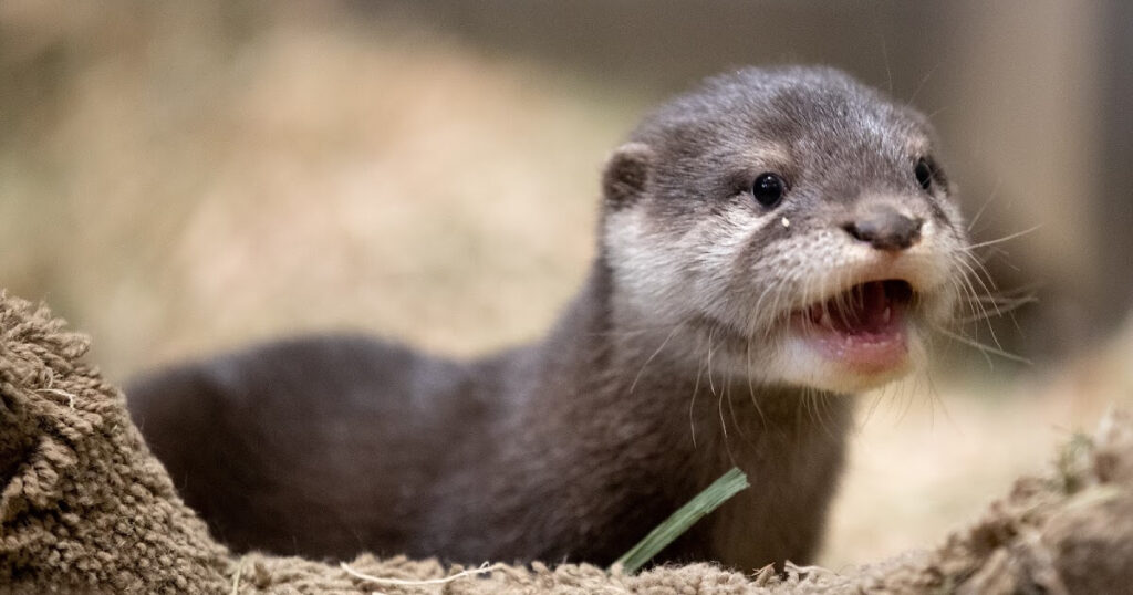 Otter