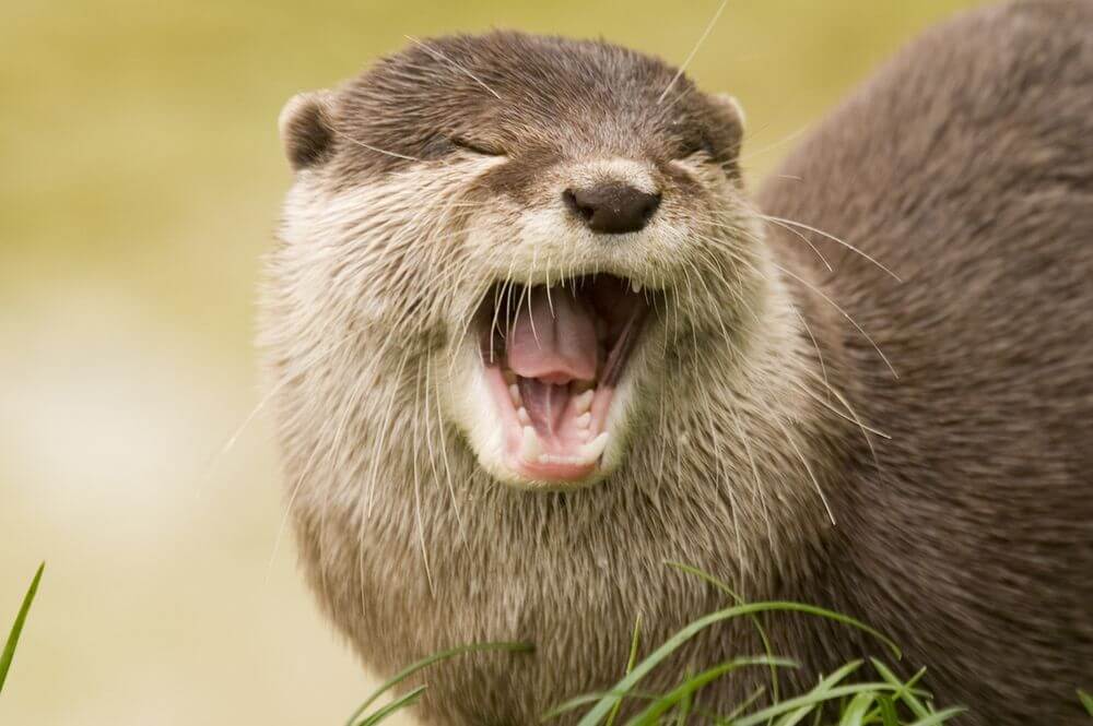 Otter Behavior