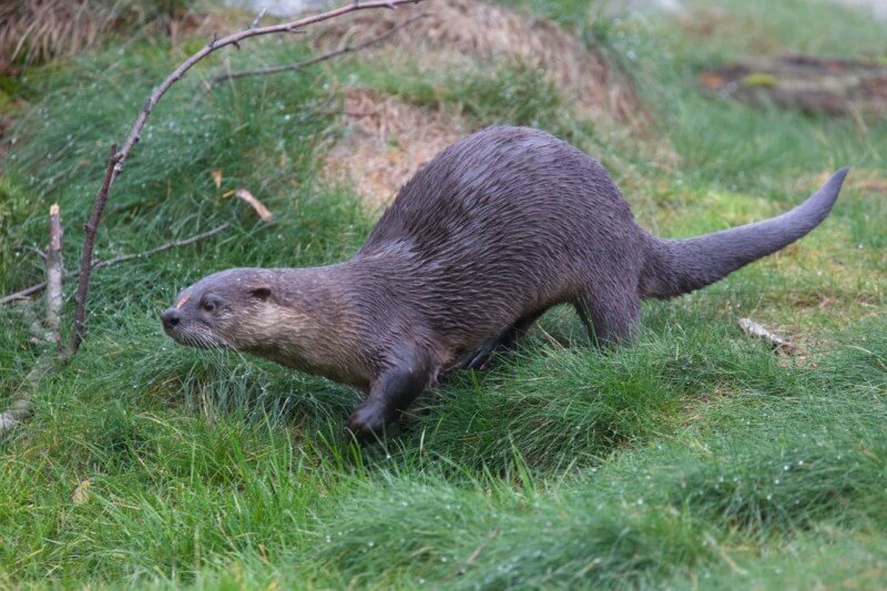 Otter Characteristics