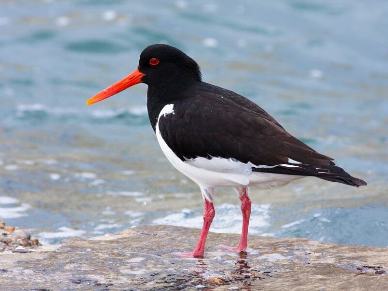 Oystercatcher Behavior