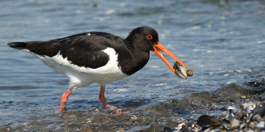 Oystercatcher