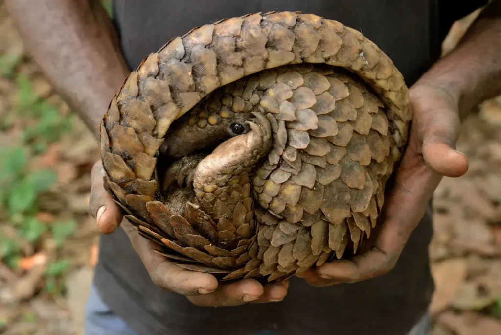 Pangolin