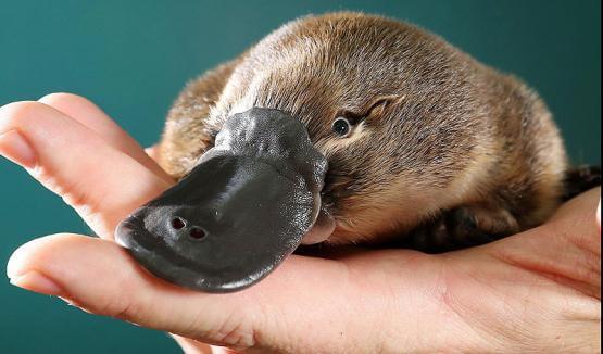 Platypus Behavior