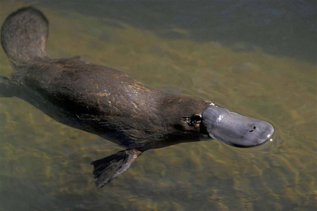 Platypus Characteristics