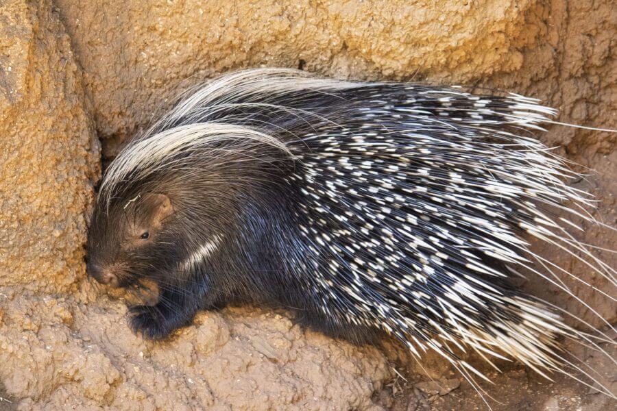 Porcupine Behavior