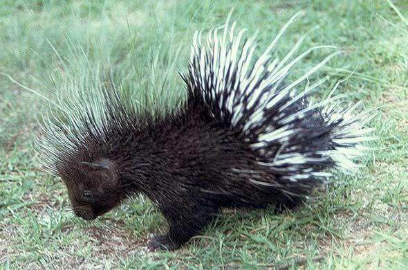 Porcupine Characteristics