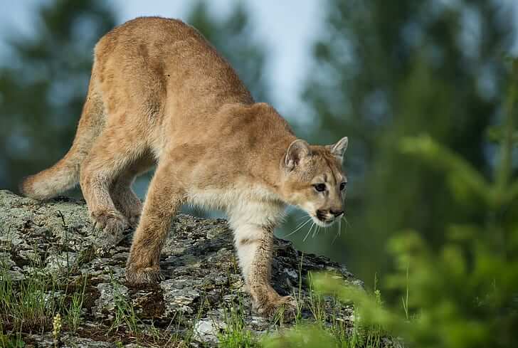 Puma Behavior