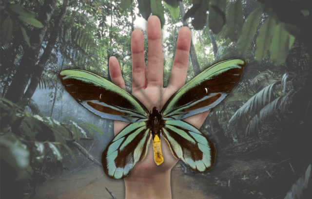 Queen Alexandra's Birdwing Behavior