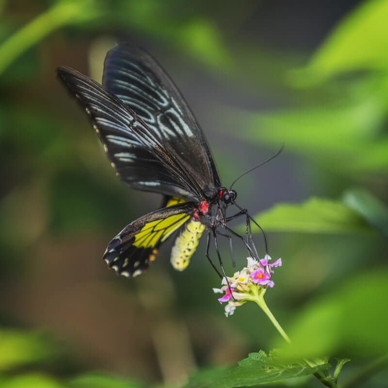 Queen Alexandra's Birdwing Characteristics