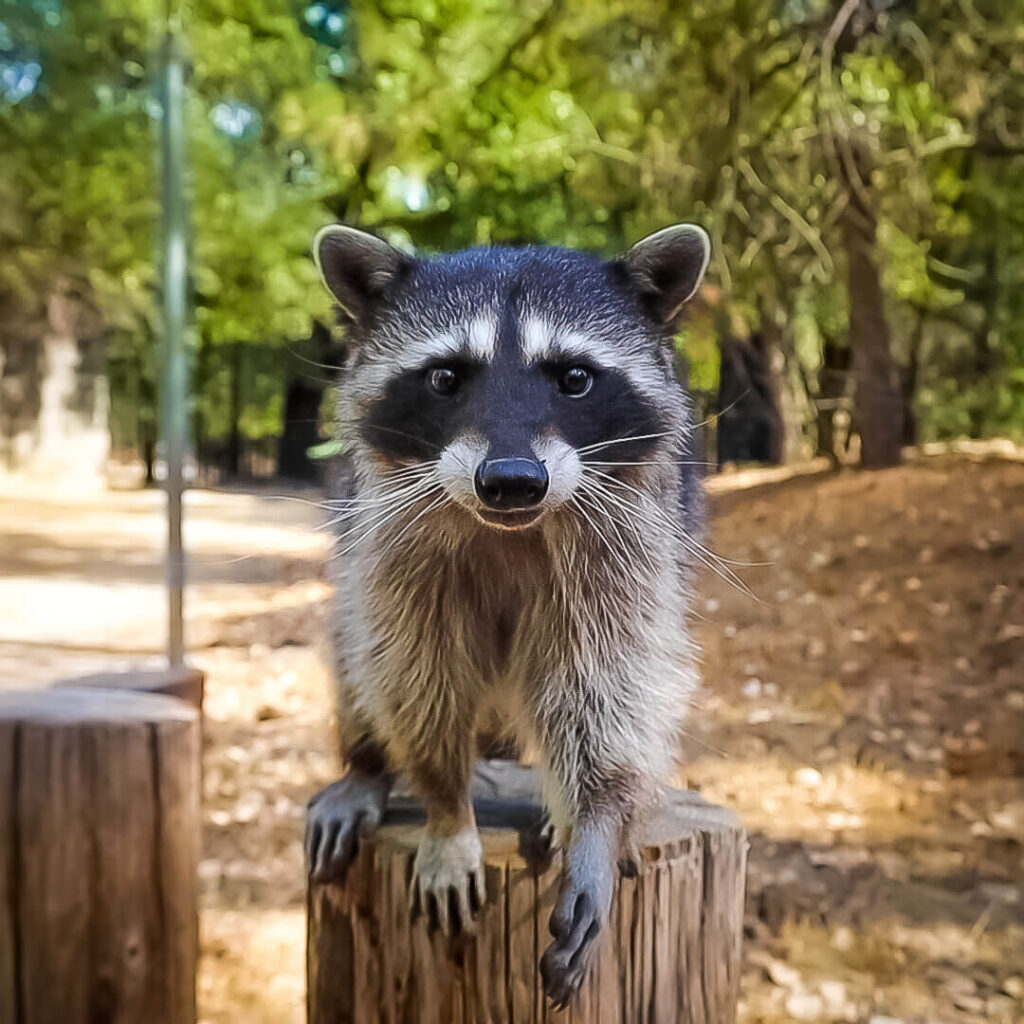 Raccoon Behavior