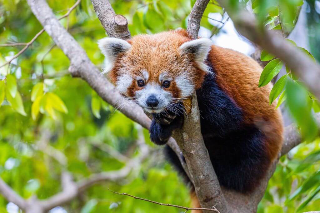 Red Panda Characteristics