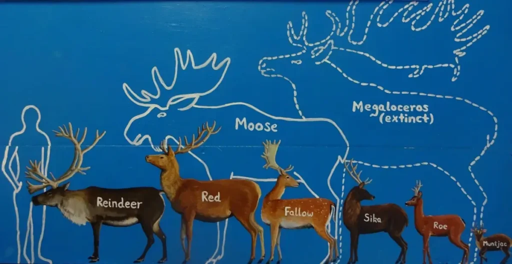 Reindeer (Caribou) Behavior