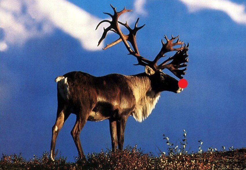 Reindeer (Caribou) Characteristics