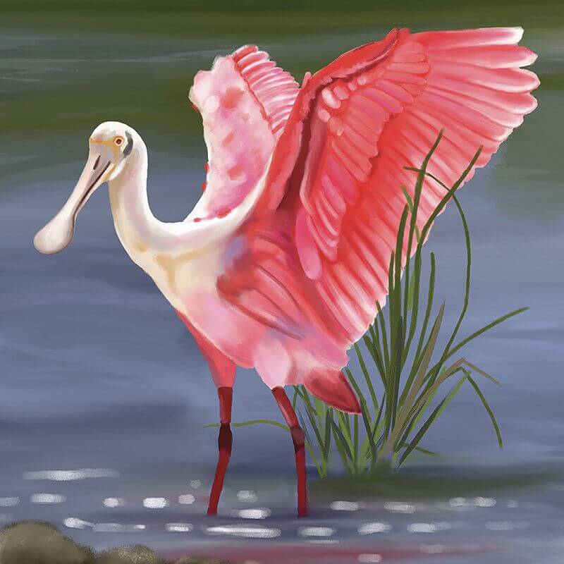 Roseate Spoonbill Behavior