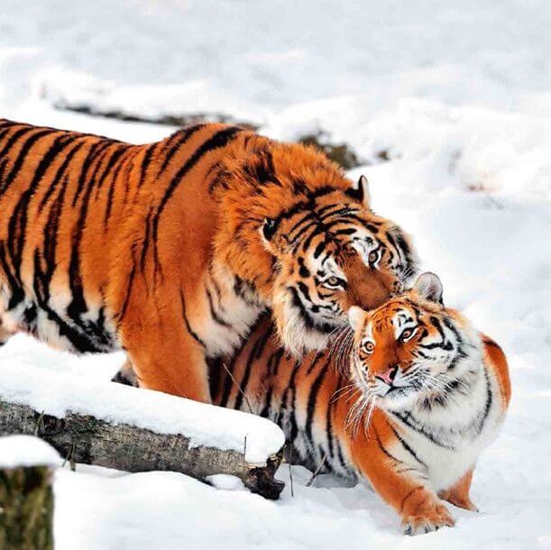 Siberian Tiger Behavior