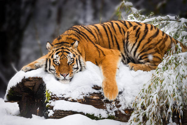 Siberian Tiger Characteristics