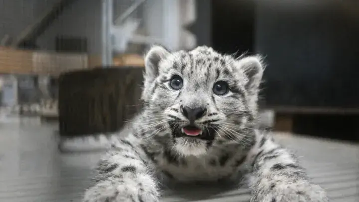 Snow Leopard Behavior