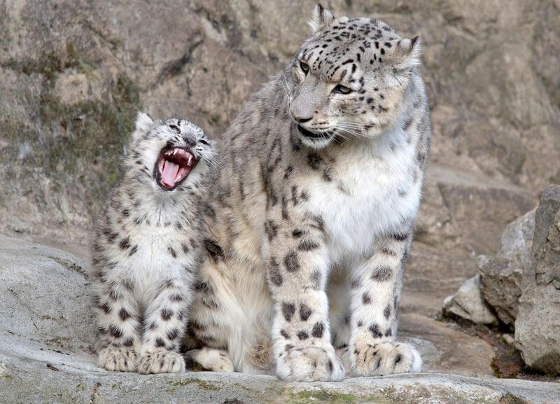 Snow Leopard Characteristics