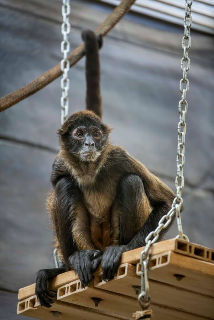 Spider Monkey Behavior