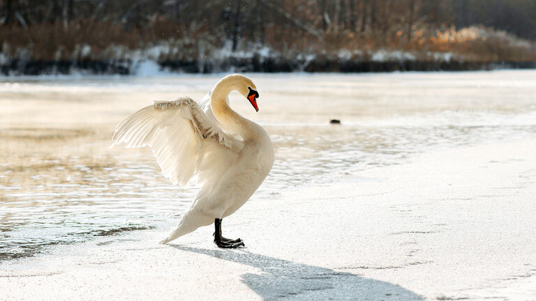 Swan Behavior