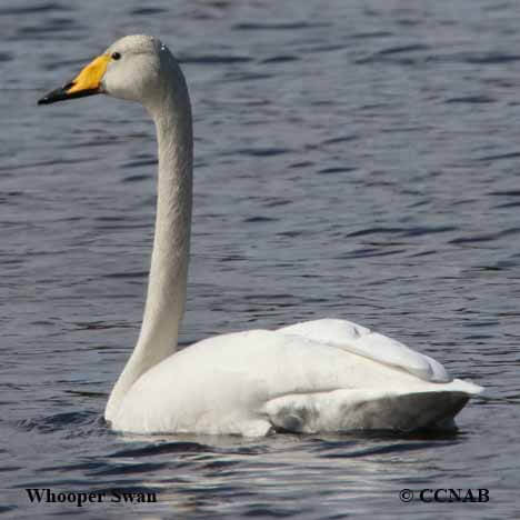 Swan Characteristics