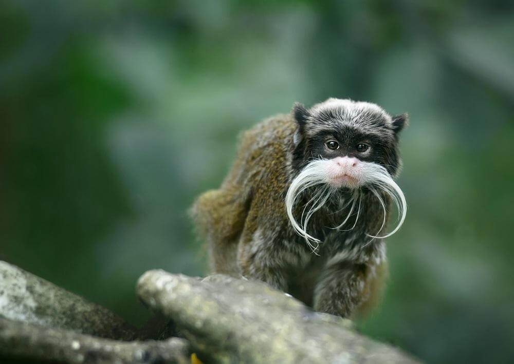 Tamarin Behavior