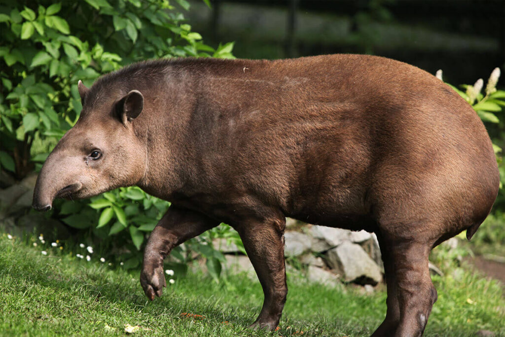 Tapir