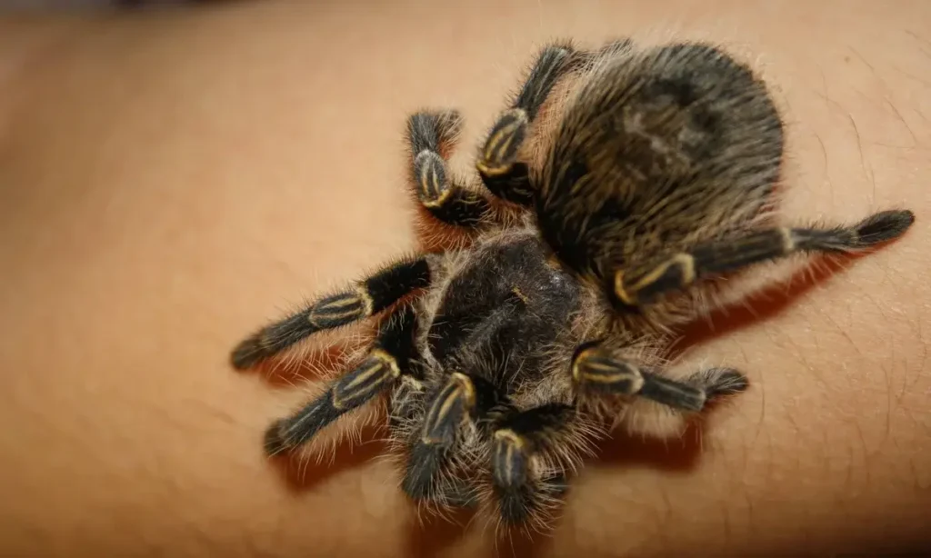 Tarantula