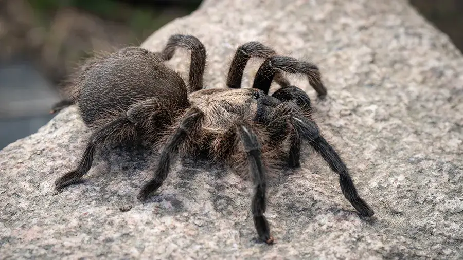 Tarantula Behavior