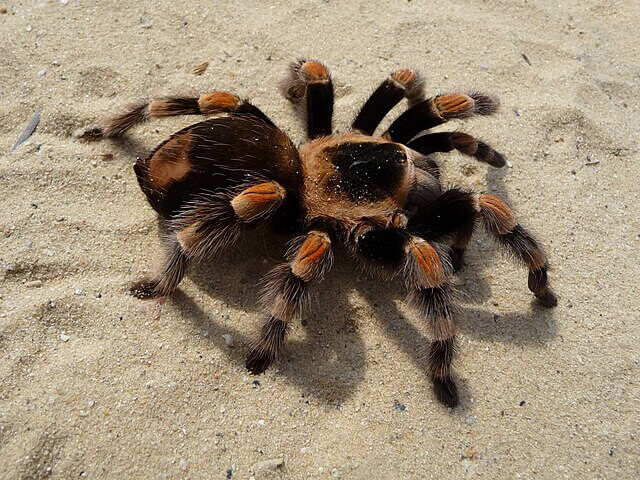 Tarantula Characteristics