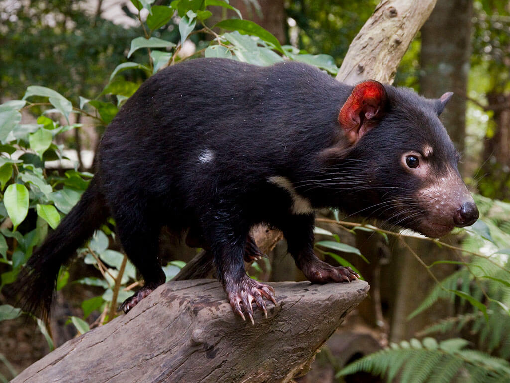 Tasmanian Devil Behavior