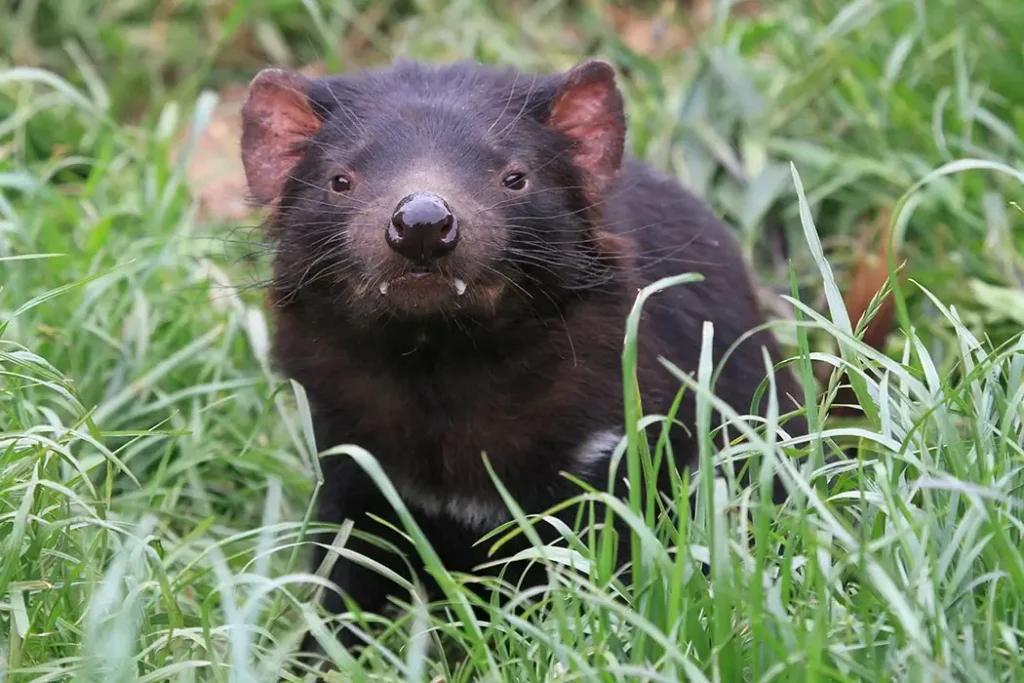 Tasmanian Devil Characteristics