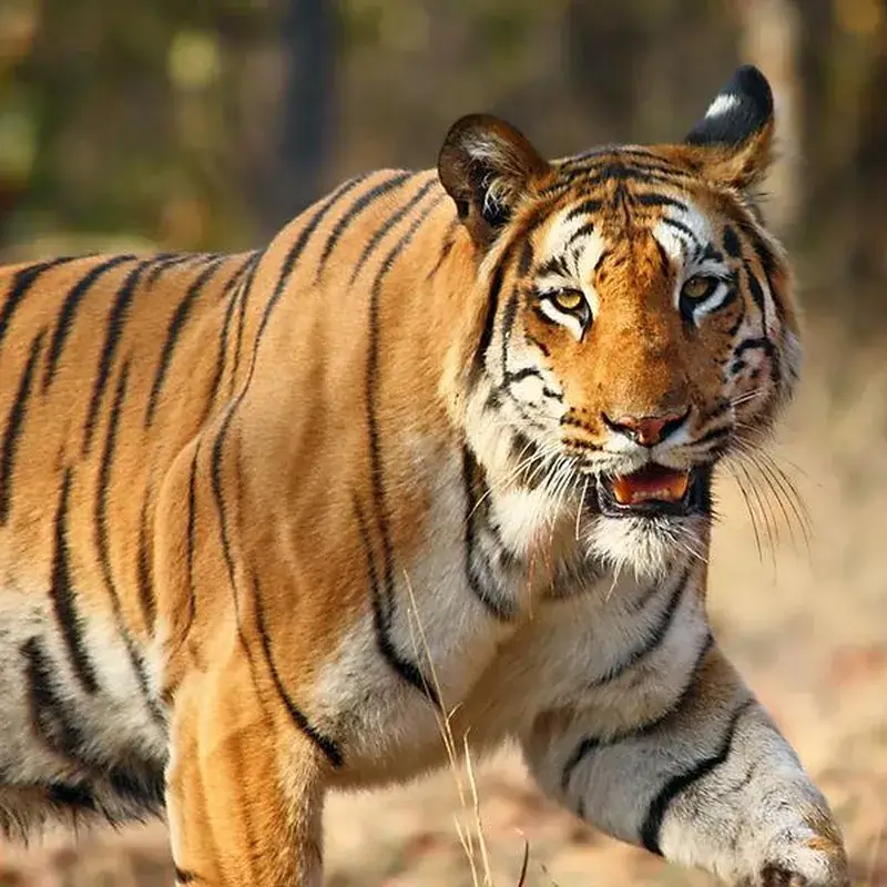 Tiger Characteristics