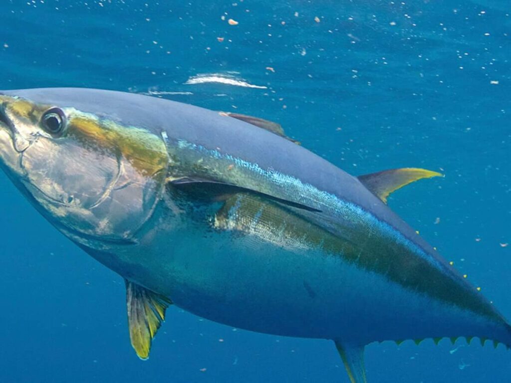 Tuna